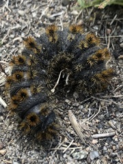 Hemileuca eglanterina