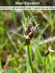 Carex chordorrhiza