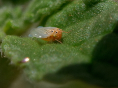 Agalliina
