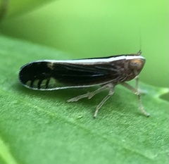 Stenocranus brunneus