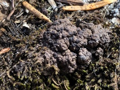 Lecidoma demissum