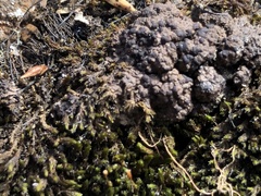Lecidoma demissum