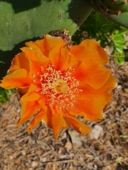 Opuntia ficus-indica