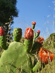 Opuntia ficus-indica