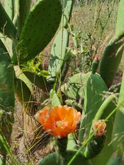 Opuntia ficus-indica