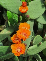 Opuntia ficus-indica