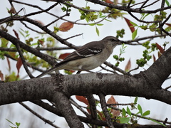 Mimus polyglottos