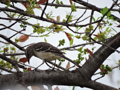 Mimus polyglottos