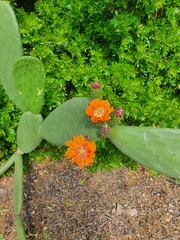 Opuntia ficus-indica