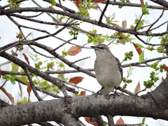 Mimus polyglottos