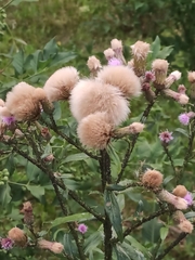 Cirsium arvense