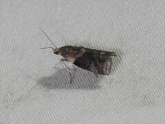 Acrobasis palliolella