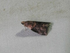 Acrobasis palliolella