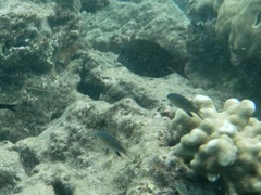 Pycnochromis vanderbilti