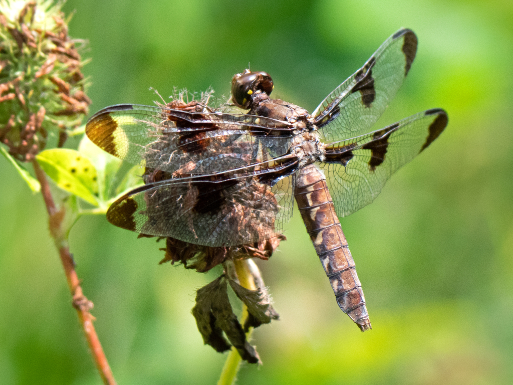 Common Whitetail from Wheelerville Rd, Mendon, VT, USA on July 19, 2022