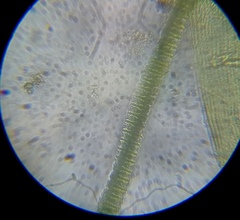 Desmidium