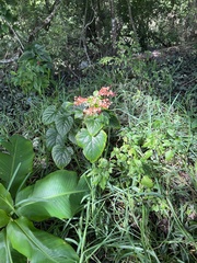 Clerodendrum paniculatum