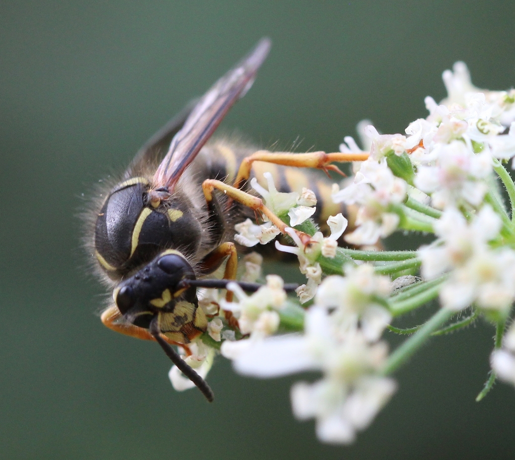 Saxon Wasp from Bienrode-Waggum-Bevenrode, Braunschweig, Deutschland on ...