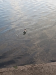 Chroicocephalus ridibundus