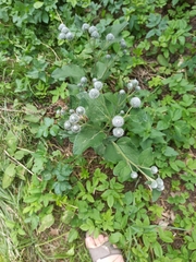Arctium tomentosum