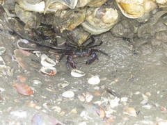 Pachygrapsus transversus