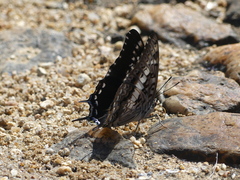 Charaxes achaemenes