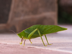 Frontinus