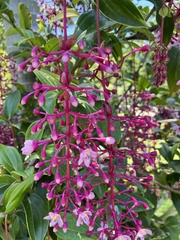 Medinilla speciosa