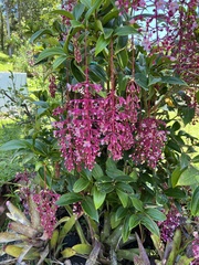 Medinilla speciosa