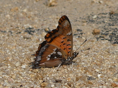 Charaxes jahlusa