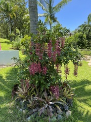 Medinilla speciosa