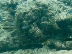 Stethojulis balteata