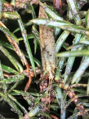 Hemerobius humulinus