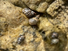 Echinolittorina punctata