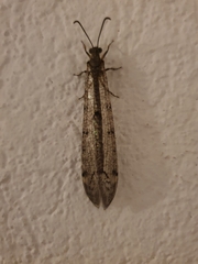 Distoleon tetragrammicus