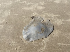 Rhopilema nomadica
