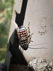 Cartoblatta pulchra
