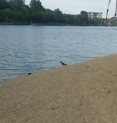 Corvus cornix