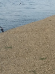 Corvus cornix