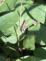 Melanoplus viridipes