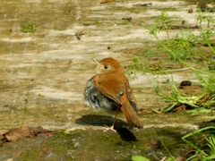 Catharus occidentalis