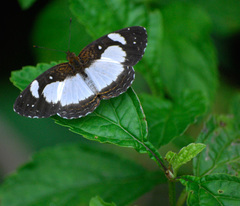 Janatella leucodesma