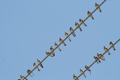 Sand Martin photo 6