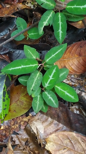 Piper consanguineum, photograph 6