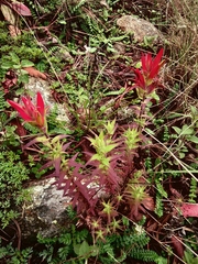Castilleja subalpina