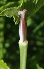 Calochortus invenustus