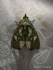 Eudocima hypermnestra