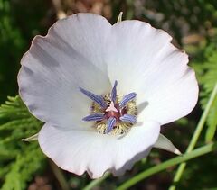 Calochortus invenustus