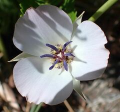 Calochortus invenustus