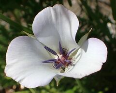 Calochortus invenustus